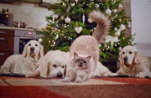 Pet Shipment